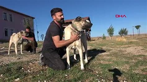 K­a­n­g­a­l­ ­ü­r­e­t­i­c­i­s­i­:­ ­K­ö­p­e­k­l­e­r­i­m­i­z­i­n­ ­İ­t­a­l­y­a­­y­a­ ­g­i­t­m­e­s­i­n­d­e­n­ ­g­u­r­u­r­ ­d­u­y­a­r­ı­z­ ­-­ ­S­o­n­ ­D­a­k­i­k­a­ ­H­a­b­e­r­l­e­r­